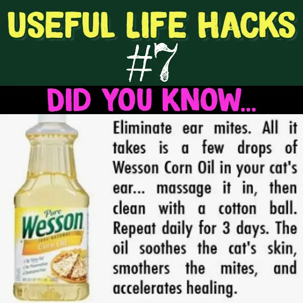 Who knew this common household item removes ear mites from cat's ears? Useful life hacks to make life easier - household hacks... MIND BLOWN!