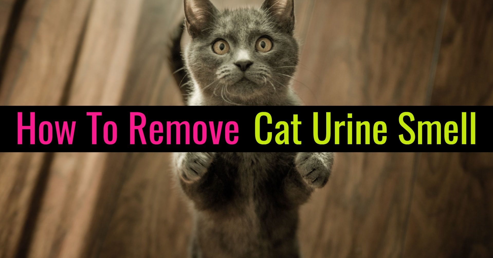 how to remove cat urine pee smell