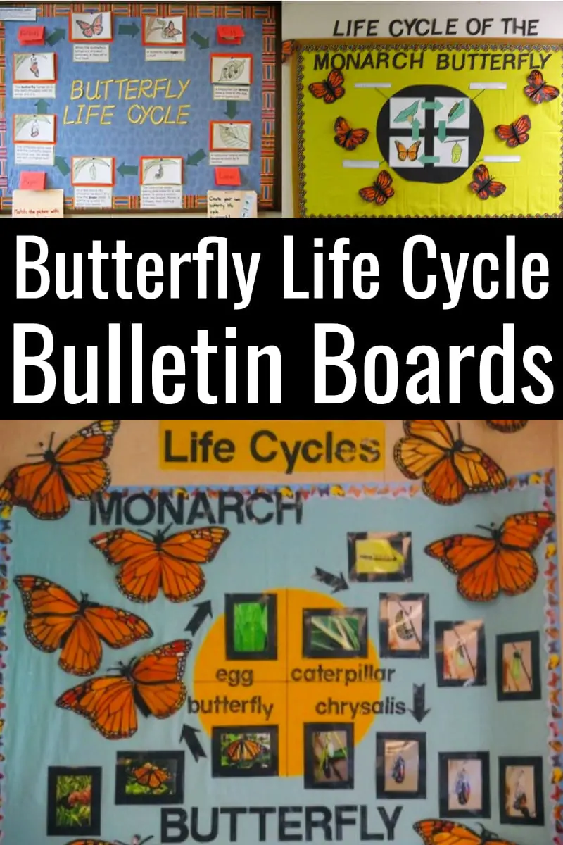 Bulletin Board Ideas for Teachers - Life Cycle of the Butterfly Classroom Bulletin Board
