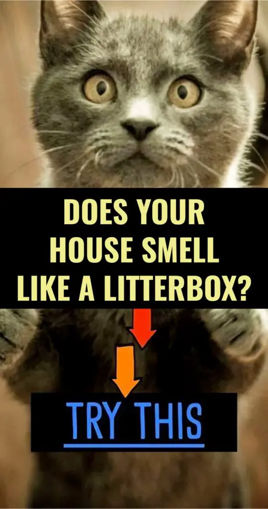 House STINK Like Cat Urine? How To Get RID of the SMELL In 4 Easy Steps